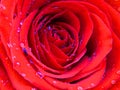 Close up photo of a blooming rose covered with brilliant shiny water rain dew drops. Vivid cadmium red `Mister Lincoln` rose.