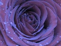 Close up photo of a blooming rose covered with brilliant shiny water rain dew drops.