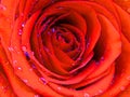 Close up photo of a blooming rose covered with brilliant shiny water rain dew drops. Vivid Coquelicot red orange rose. Royalty Free Stock Photo