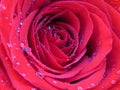 Close up photo of a blooming rose covered with brilliant shiny water rain dew drops. Vivid French raspberry Dingy Dungeon pink red Royalty Free Stock Photo