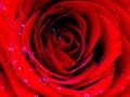 Close up photo of a blooming rose covered with shiny water rain dew drops. Vivid amaranth red  `Mister Lincoln` rose. Royalty Free Stock Photo