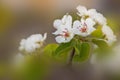 Close up photo of blooming tree brunch on the blurred background.