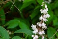 A close up photo, blooming, white and purple, small flowers on a green background, Royalty Free Stock Photo