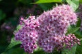 A close up photo, blooming, white and purple, small flowers on a green background, Royalty Free Stock Photo