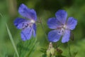 A close-up photo of a blue flower Latin: Geranium pratense. Royalty Free Stock Photo