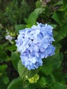 Close-up photo of blue hydrangea flower Royalty Free Stock Photo