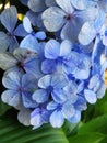 The Close-up Photo from Blue Hydrangea Flower Royalty Free Stock Photo
