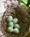 Blue Jay Nest with eggs Royalty Free Stock Photo