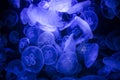 Close up photo of blue jellyfishes on dark background. Royalty Free Stock Photo