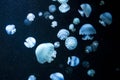 Close up photo of blue jellyfishes on dark background. Royalty Free Stock Photo