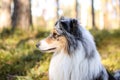 Close up photo of blue merle shetland sheepdog portrait dog sitting in daylight sun