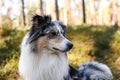 Close up photo of blue merle shetland sheepdog portrait dog sitting in daylight sun