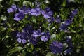 a blue Myrtle plant in the spring garden