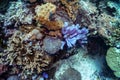 Close up photo of blue tube sponge in the middle of densely populated coral reef. Colorful reef colony in tropical sea of Royalty Free Stock Photo