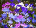 Wonderful blooming Lobelia Royalty Free Stock Photo