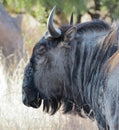 A close-up photo of a blue wildebeest bull. Royalty Free Stock Photo