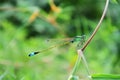 Close Up Photo of bluetail damselfly Ischnura heterosticta perched on the grass Royalty Free Stock Photo