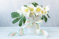 Close-up photo A bouquet of fresh spring hellebore flowers in a white vase Royalty Free Stock Photo