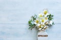 Close-up photo A bouquet of fresh spring hellebore flowers in a white vase Royalty Free Stock Photo