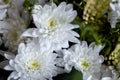 Close-up photo of bouquet of golden-daisy in a basket. Spring mood, macro