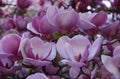 Close-up photo of a branch of a flowering magnolia tree with big bright pink and white flowers Royalty Free Stock Photo