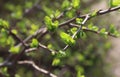 Small leaves and green buds growing on a wonderful sunny day