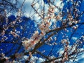 A close-up photo of a branch of white apricot blossom flowers against a blue sky. Flower buds on an apricot tree branch in spring Royalty Free Stock Photo