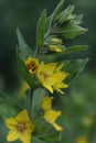 bright blooming Large yellow loosestrife flower