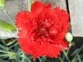 Closeup of beautiful spring flower Royalty Free Stock Photo