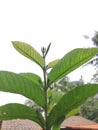 Close up photo of a bright green guava plants in the yard at the side of my house, this plant produces guava fruit that grows