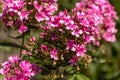 Close up photo of a purple flowers Royalty Free Stock Photo