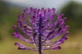 a close up photo of a bright purple tassel hyacinth Leopoldia comosa flower