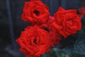 a close up photo of bright red rose flower heads with a dark green background Royalty Free Stock Photo