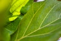 Close-up photo with broad leaf fibers