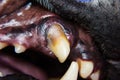 Close-up photo of a broken canine tooth with tartar in dog