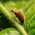 Close-up photo of a brown beetle among the grass Royalty Free Stock Photo