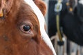 Close up of a brown cow's eye Royalty Free Stock Photo