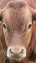 A close up photo of a brown Cows face in a herd Royalty Free Stock Photo