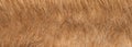 Close up photo of brown fur texture background Royalty Free Stock Photo