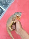 Close-up photo of the brown iguana reptile being held by the owner& x27;s hand. Royalty Free Stock Photo