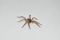 Close up photo of a brown wolf spider walking across a white countertop inside someone`s home