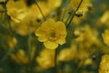 a bright yellow Bulbous buttercup Plant flower Royalty Free Stock Photo