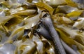 Close up photo of bull kelp, Portland Island