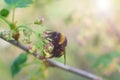 Close up photo of bumble bee gathering pollen and fertilizing currant flowers. Harvest