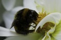 A close up photo of a bumblebee Bombus of Apidae family. Selective focus, shallow depth of field.