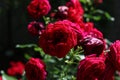 a bunch of bright red cabage roses in the garden