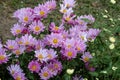 Close up photo of a bunch of dark pink chrysanthemum flowers with yellow centers. A very colorful and lively bouquet of pink aster