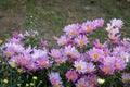 Close up photo of a bunch of dark pink chrysanthemum flowers with yellow centers. A very colorful and lively bouquet of pink aster