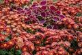 Close up photo of a bunch of dark pink chrysanthemum flowers with yellow centers. A very colorful and lively bouquet of pink aster