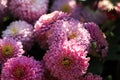 A close up photo of a bunch of dark pink chrysanthemum flowers with yellow centers and white tips on their petals Royalty Free Stock Photo